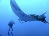 Me-shooting-manta2 picture